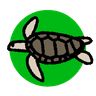 アオウミガメ